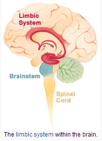 Limbic%20System.jpg