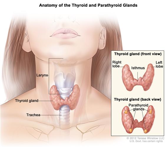 Thyroid.jpg
